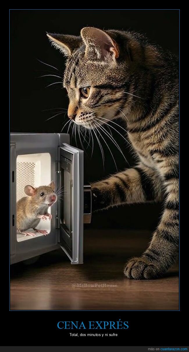gato,rat&oacute;n,microondas,depredador,instinto