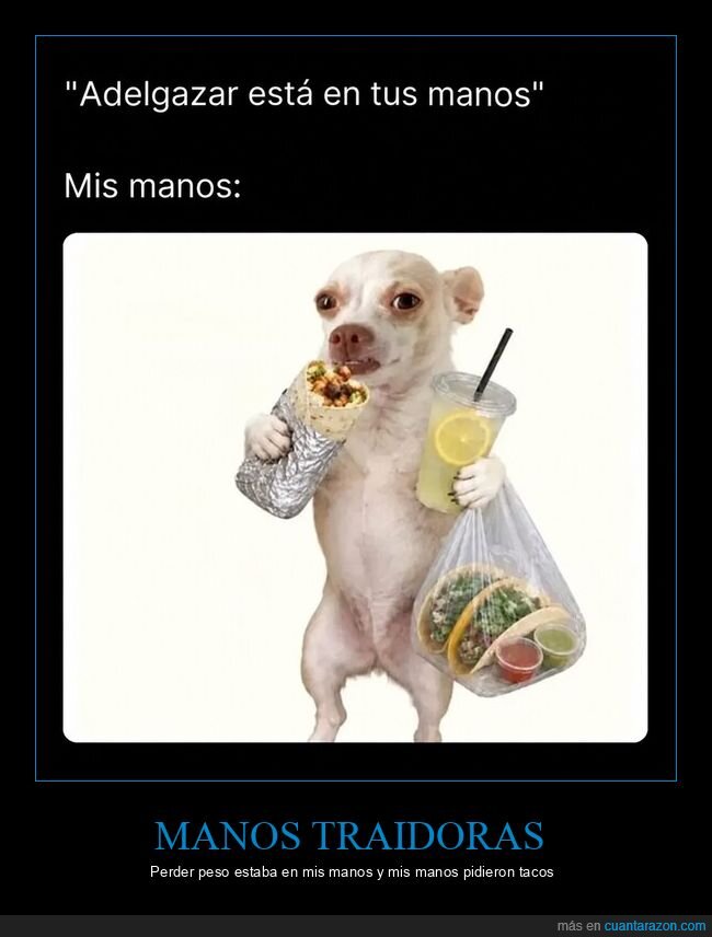 dieta,comida,perro,tacos,autocontrol
