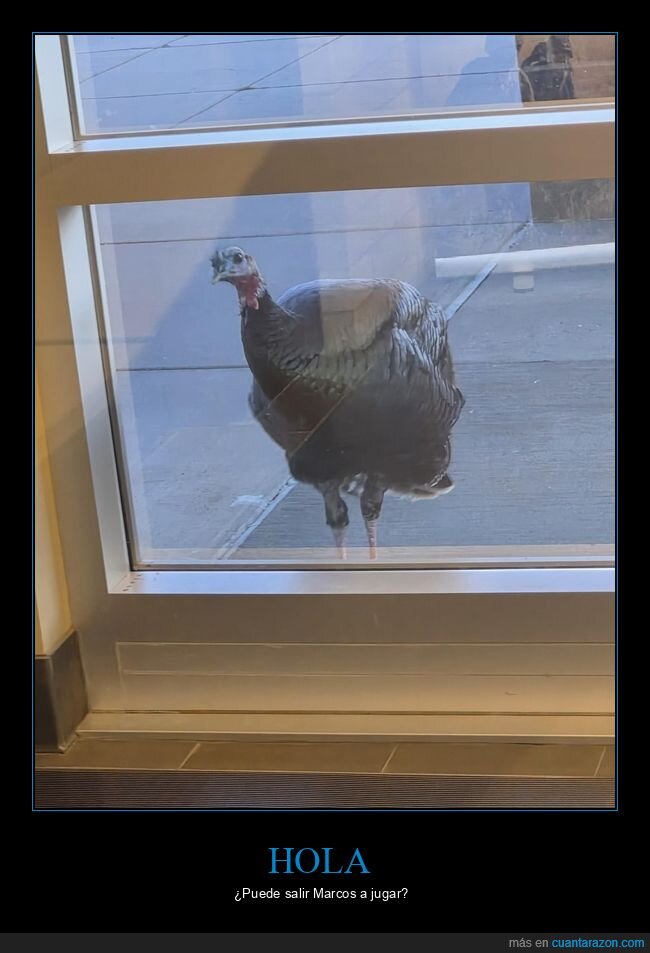 pavo,oficina,ventana,aparcamiento,naturaleza