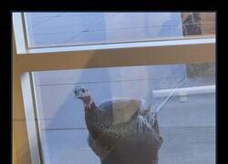 Enlace a  Un pavo silvestre fuera de mi oficina. Nunca había visto un pavo tan cerca, solo en mi plato