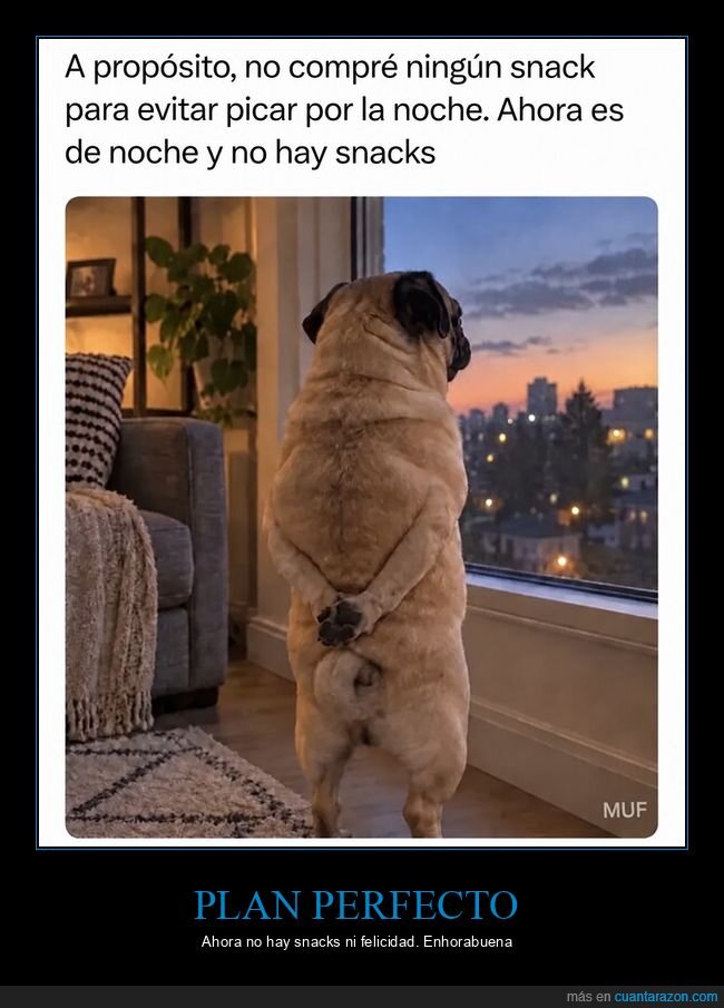 perro,atardecer,ventana,soledad,reflexi&oacute;n