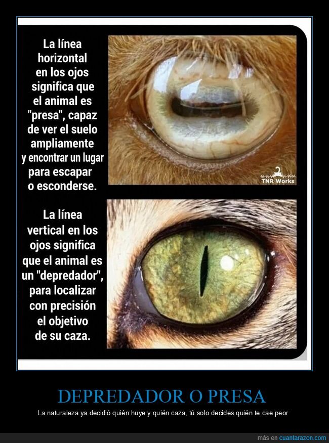 pupilas,depredador,presa,naturaleza,animales