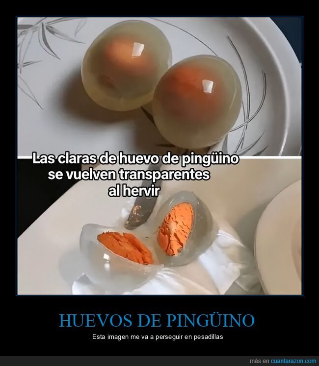 ping&uuml;ino,huevo,cocina,ant&aacute;rtida,biolog&iacute;a