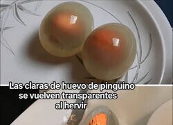 Enlace a Las claras de los huevos de pingüino se vuelven transparentes al cocerse