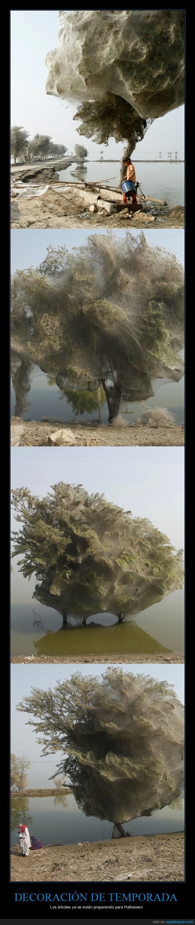 ara&ntilde;as,telara&ntilde;as,Pakist&aacute;n,&aacute;rboles,inundaciones