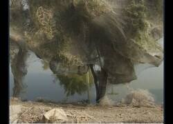 Enlace a Árboles envueltos en telarañas, Sindh, Pakistán