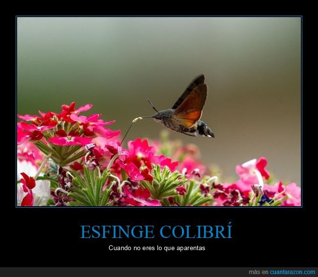 insecto,esfinge colibr&iacute;
