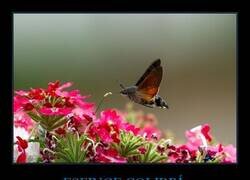 Enlace a Parece un ave, pero en realidad es un insecto. Se trata de la esfinge colibrí (Macroglossum stellatarum).
