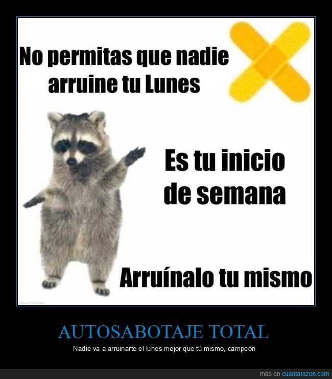 mapache,lunes,autosabotaje,semana,actitud