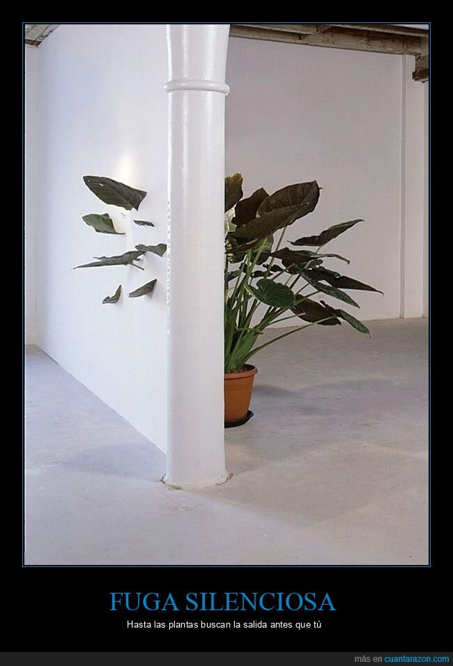 planta,hojas,pared,huida,instalaci&oacute;n