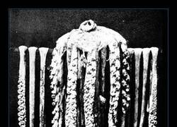 Enlace a La primera fotografía jamás tomada de un pulpo gigante, en 1874. El reverendo Moses Harvey la compró a un pescador por 10 dólares y la colocó sobre su bañera para estudiarla