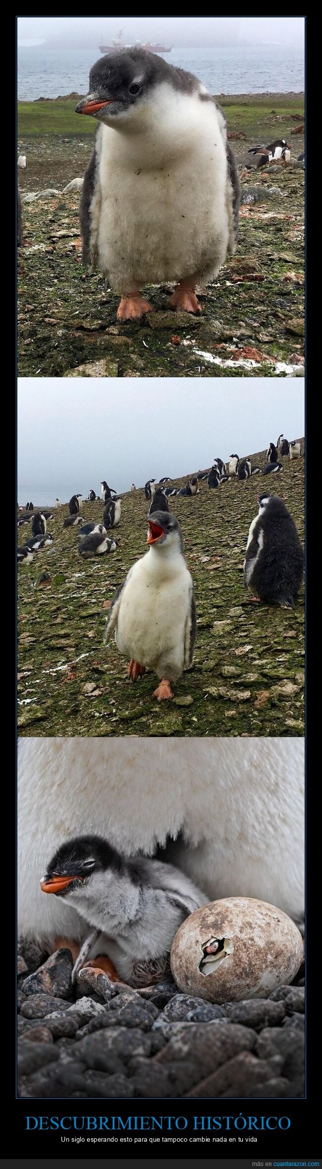 ping&uuml;ino,especie,descubrimiento,ciencia,naturaleza