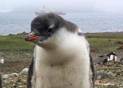 Enlace a Se ha identificado una nueva especie de pingüino, algo que no ocurría desde hacía más de cien años