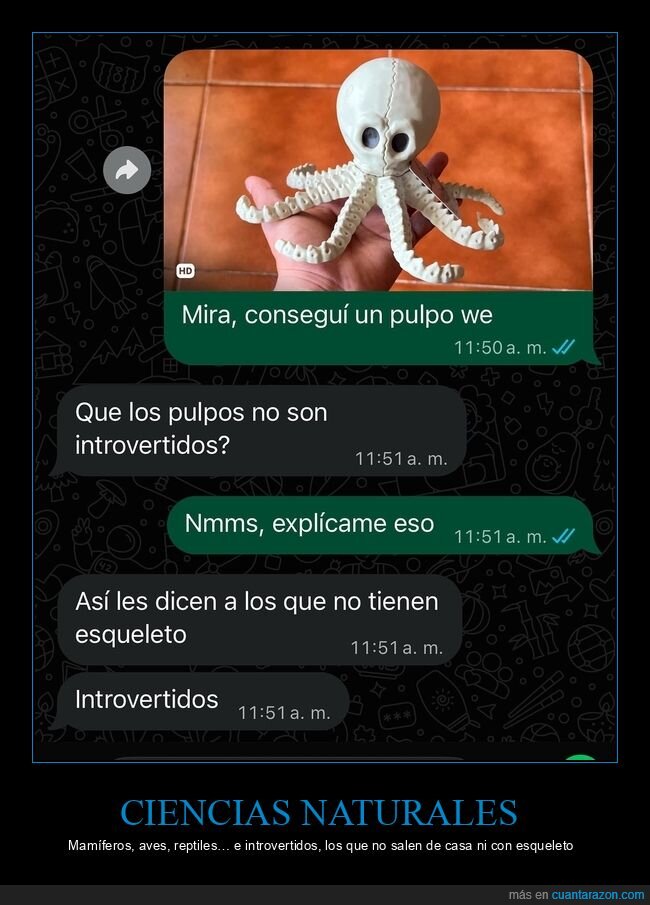 pulpo,esqueleto,introvertido,whatsapp,conversaci&oacute;n