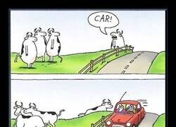 Enlace a Las vacas no son tontas: simplemente fingen muy bien