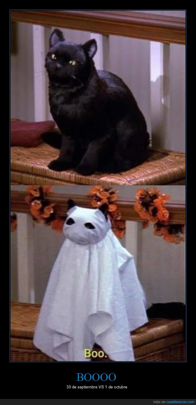 Halloween,disfraz,gato,Salem,fantasma