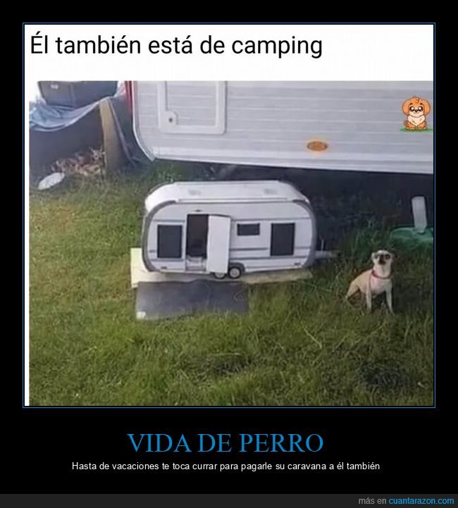 caravana,perro,camping,vacaciones,mascota
