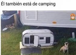 Enlace a Mini caravana, máximo lujo: así vive el perro mejor que tú