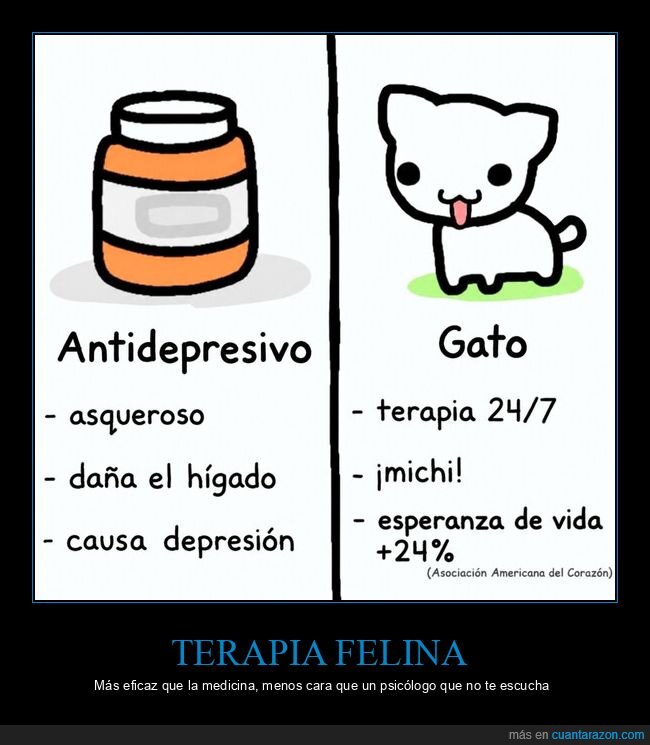gato,antidepresivos,salud,terapia,mascotas