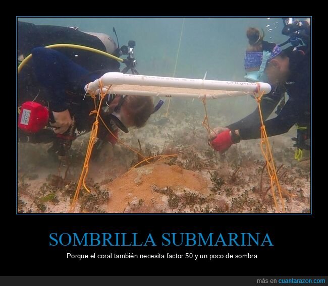coral,buceo,arrecife,conservaci&oacute;n,oc&eacute;ano