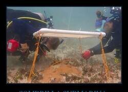 Enlace a Científicos inventan sombrillas submarinas para proteger los arrecifes de coral del sol, lo que agrava el blanqueamiento causado por el aumento de la temperatura del agua