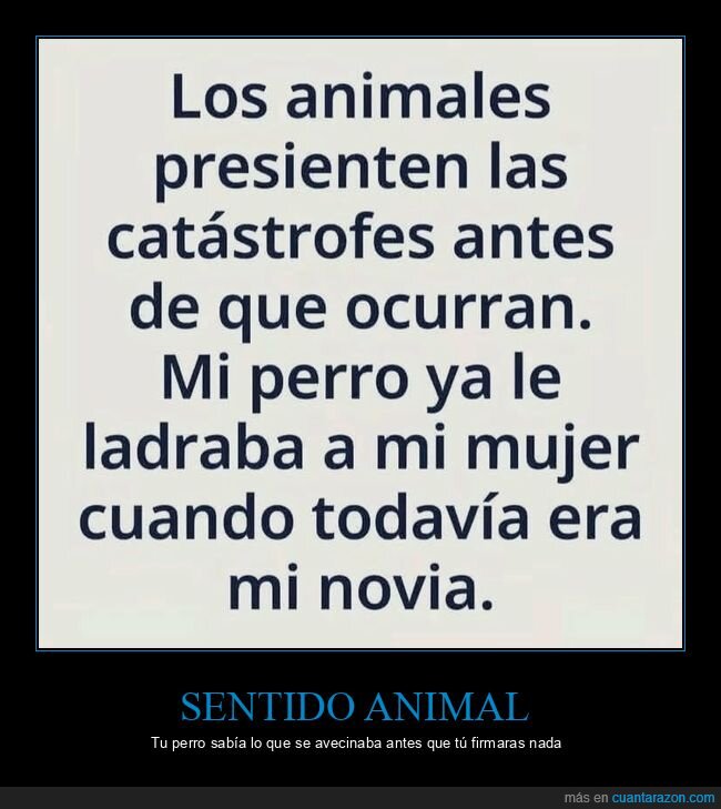perro,pareja,instinto,catastrofe,relacion