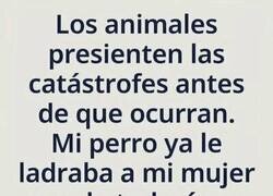 Enlace a Mi perro tenía más vista que yo para elegir pareja