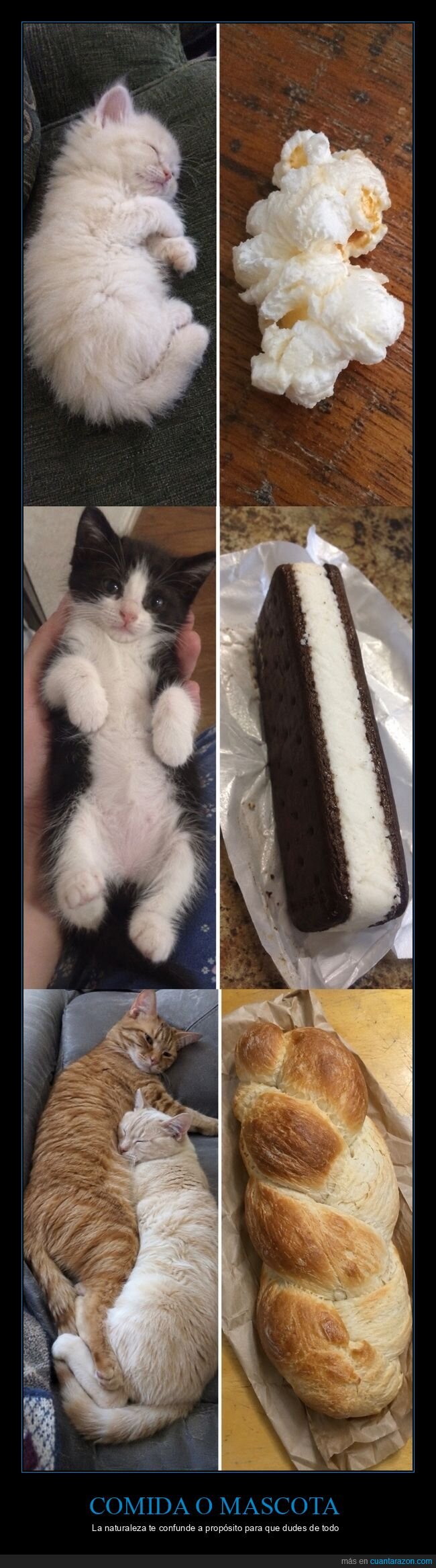 gatos,comida,comparacion,esponjoso,curiosidades