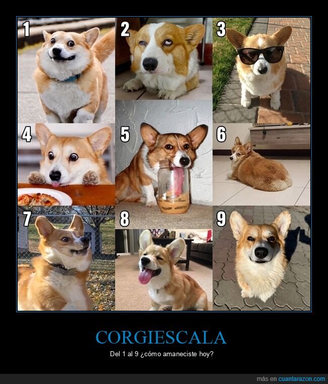 corgi,escala,despertar,expresiones,lunes