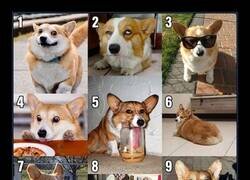 Enlace a Hoy amanecí en modo corgi número 2, o sea, cuestionando todas mis decisiones de vida