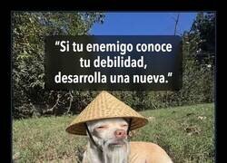 Enlace a El arte de la guerra según mi perro