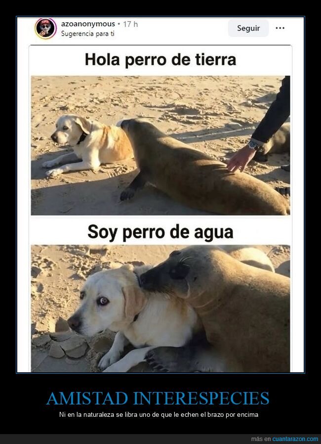 perro,foca,playa,amistad,animales