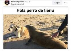 Enlace a Hola perro de tierra, soy perro de agua