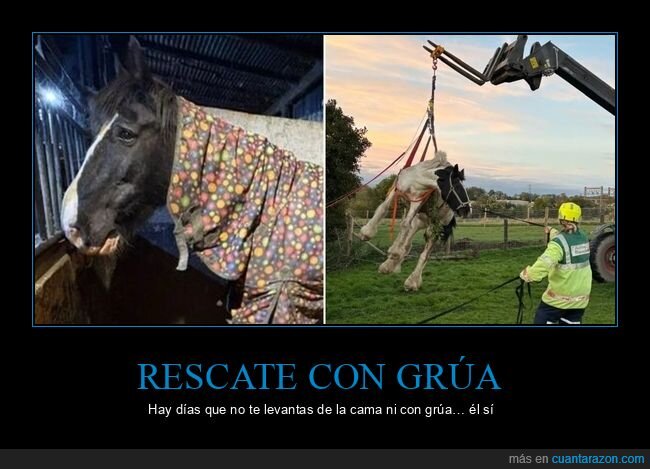 caballo,rescate,bomberos,animales