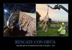 Enlace a Rescatan con una grúa a un caballo atrapado