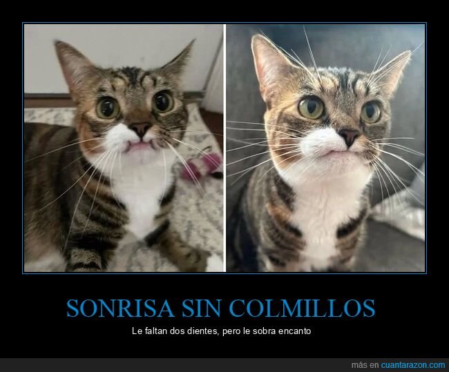 gatos,sonrisa,animales,viral