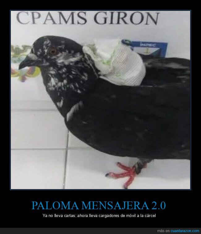 paloma,c&aacute;rcel,colombia,animales