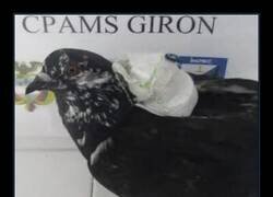 Enlace a Pillan a una paloma llevando cargadores de móvil a una cárcel de Colombia