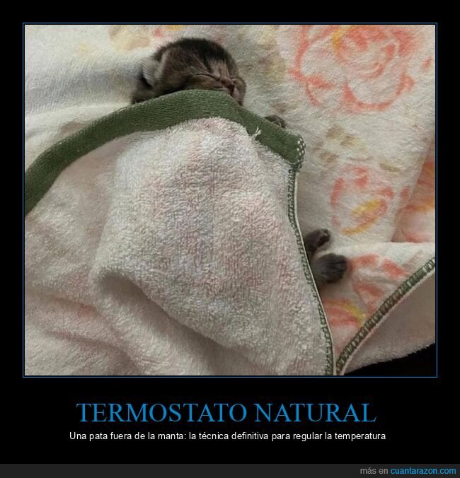 gatos,dormir,manta,animales