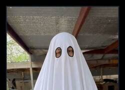 Enlace a Le dije a mi jefe que en Halloween iría de fantasma
