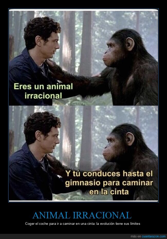 gimnasio,simios,iron&iacute;a,deporte