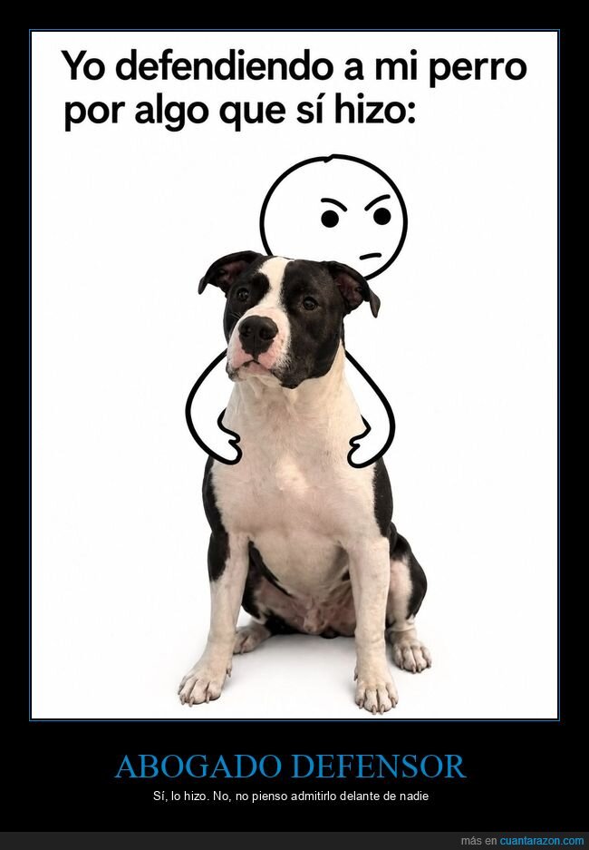perros,mascotas,due&ntilde;os,humor