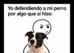 Enlace a Yo defendiendo a mi perro por algo que sí hizo