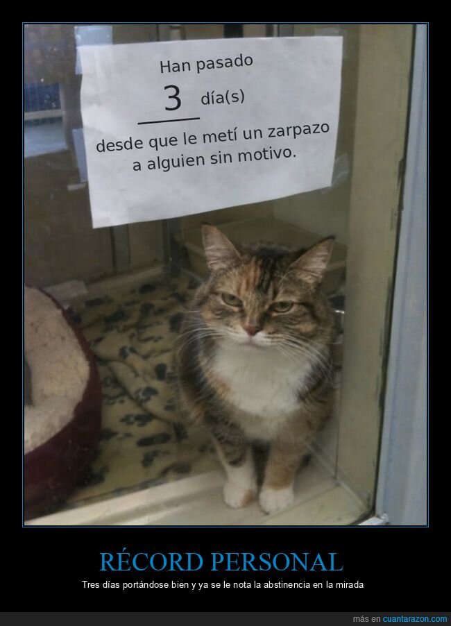 gatos,cartel,mascotas,mirada,protectora
