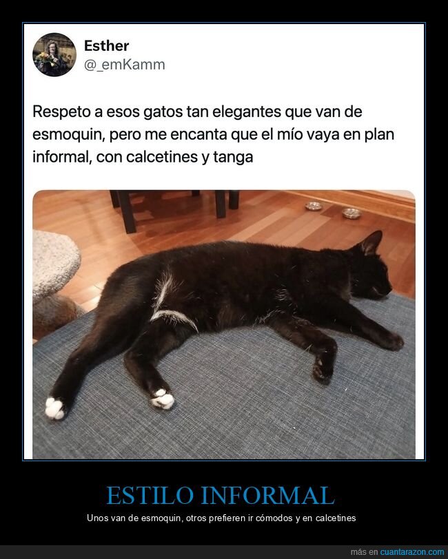 gatos,mascotas,moda,twitter,ropa