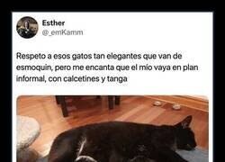 Enlace a Hay gatos elegantes y luego está el mío