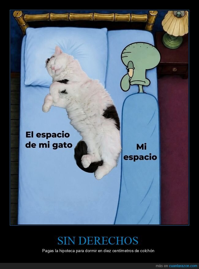 gato,cama,espacio,Calamardo,convivencia
