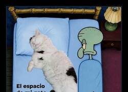 Enlace a El espacio de mi gato vs. mi espacio