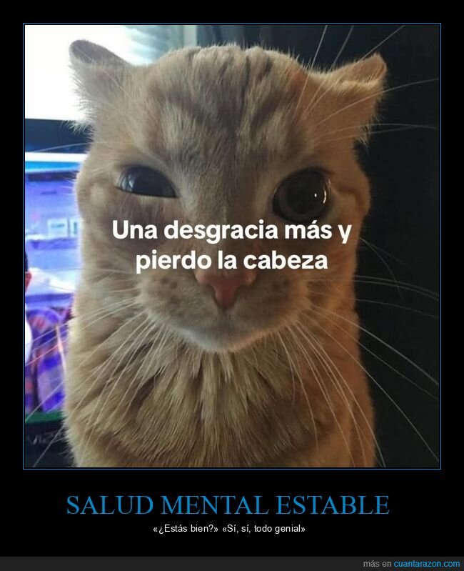 gato,paciencia,l&iacute;mite,desgracia,colapso