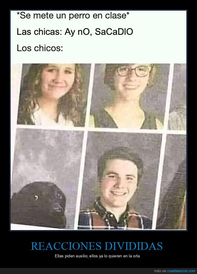 perro,reacciones,fotograf&iacute;a,escolar,contraste